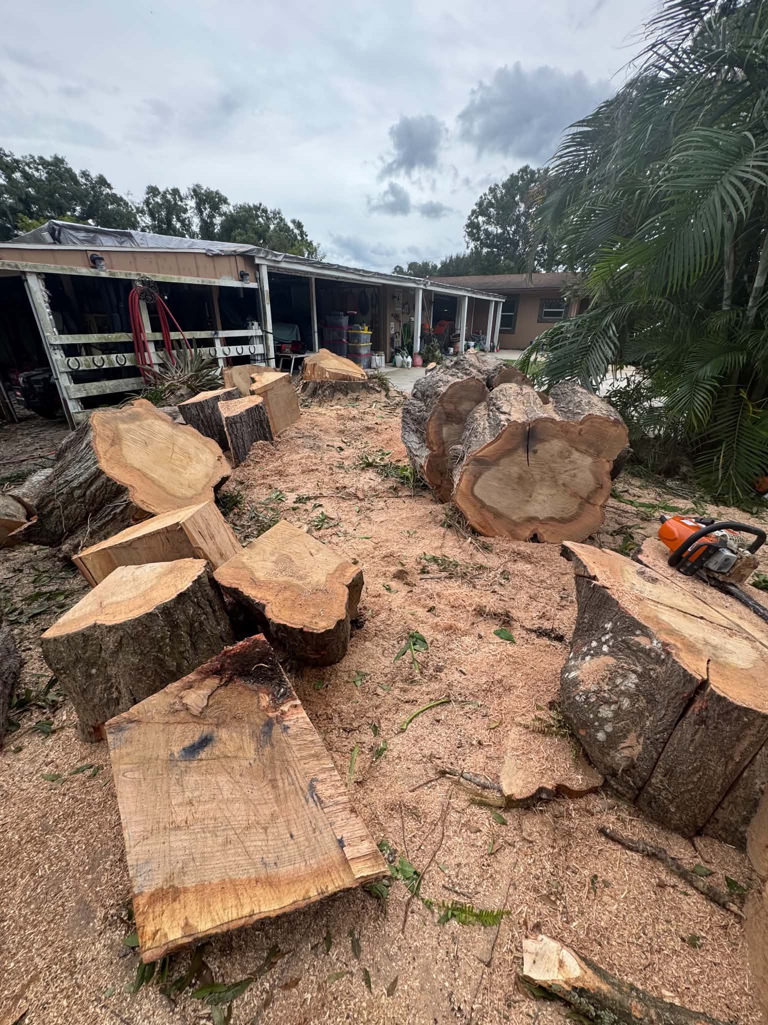 Tree cutting