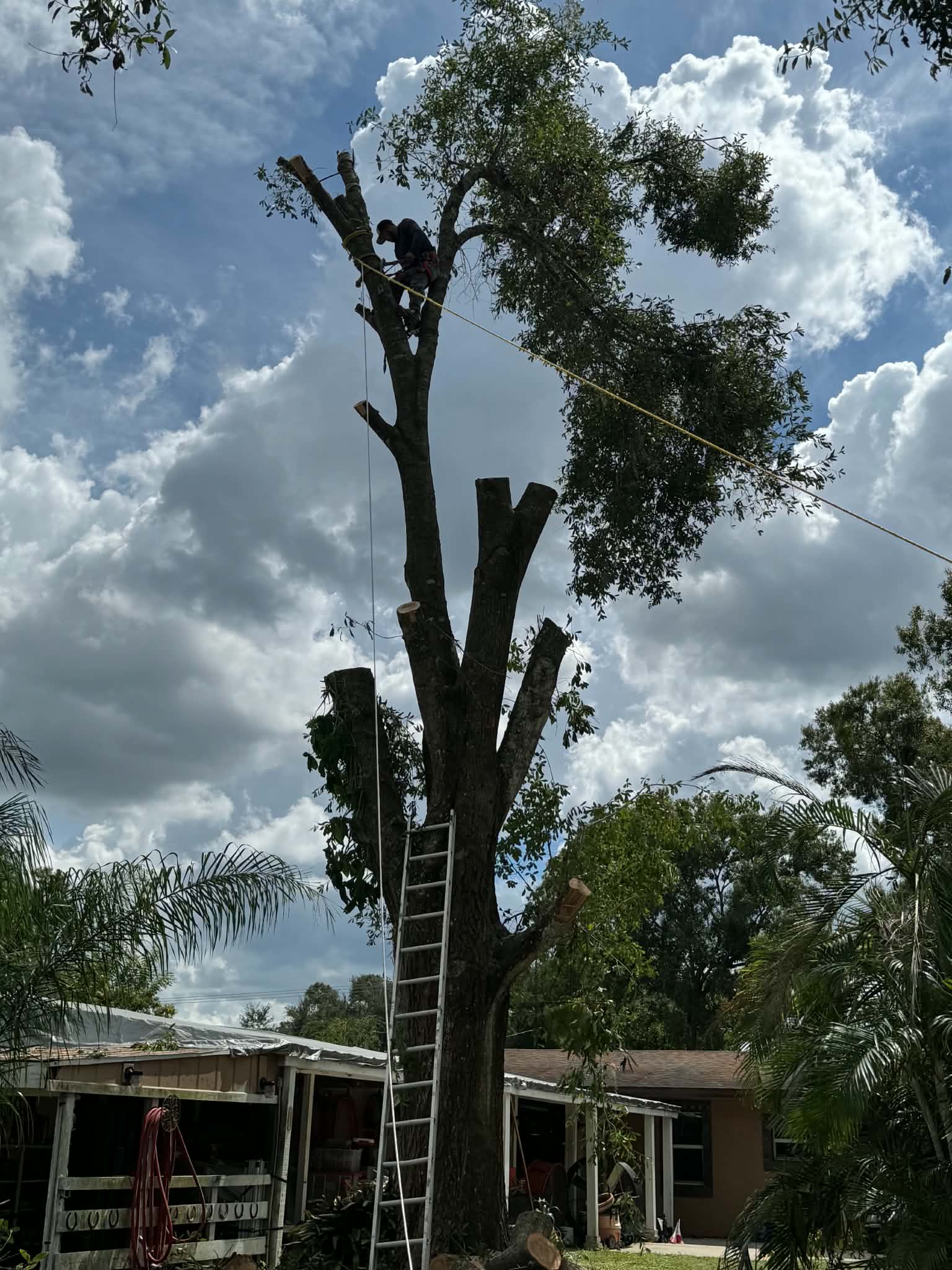 Tree cutting