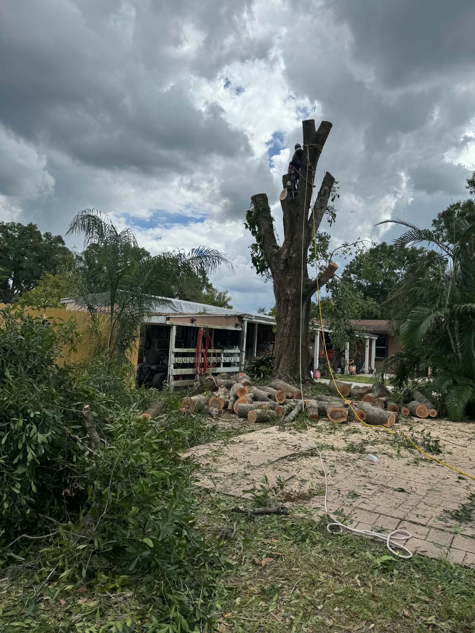 Tree cutting